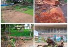 Falling and Felled: What Is Happening to UI’s Trees?
