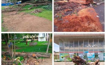 picture showing felled trees in different parts of UI