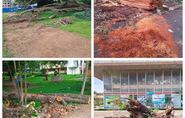 picture showing felled trees in different parts of UI